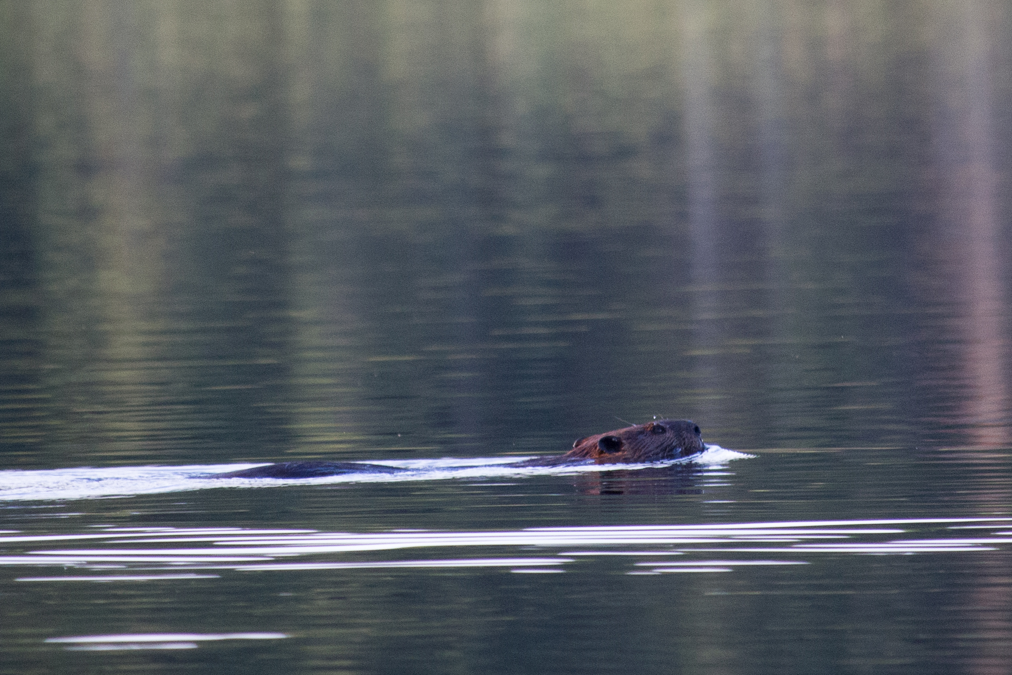 The Beaver on Tattler Lake
